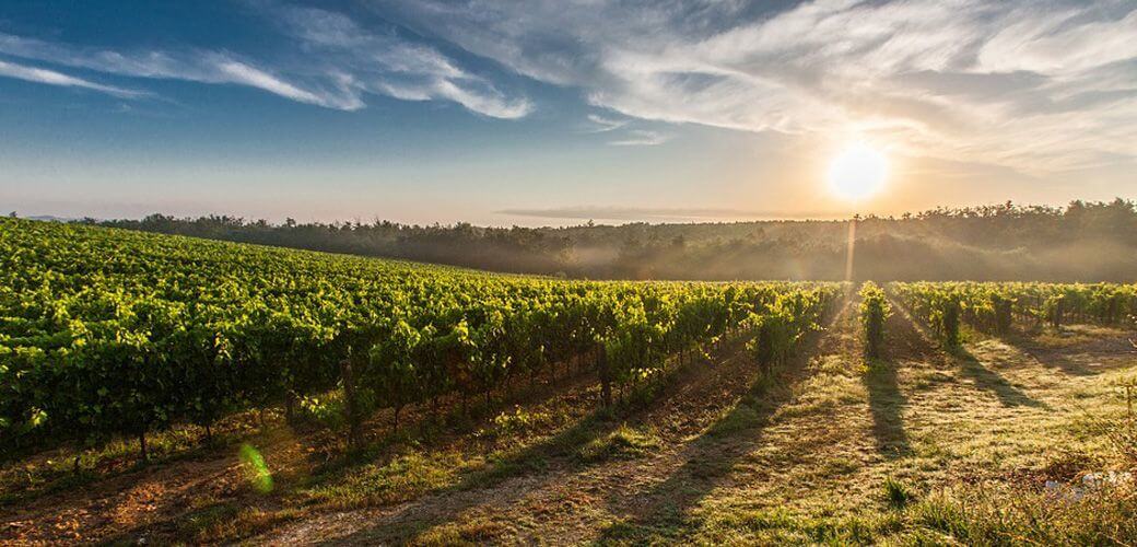 Research center - Wine and Spirits - KEDGE